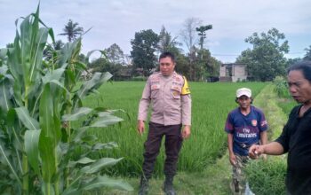 Dari Pekarangan Rumah, Warga Jagaraga Mulai Gerakan Ketahanan Pangan