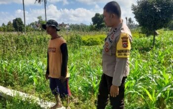 Kepolisian Kediri Bina Petani Jagung Gelogor, Perkuat Ekonomi dan Pangan Lokal