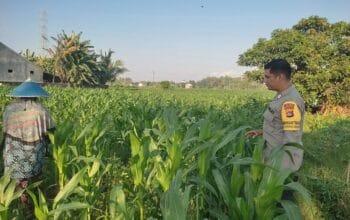 Sinergi Polisi dan Petani Desa Kuranji Dalang Dukung Program Ketahanan Pangan Nasional