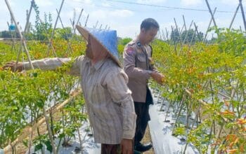 Dari Pekarangan Jadi Pangan: Inisiatif Bhabinkamtibmas Perampuan di Karang Bayan