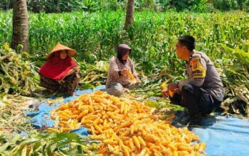 Sinergi Polri dan Petani Eyat Mayang untuk Perkuat Ketahanan Pangan Nasional