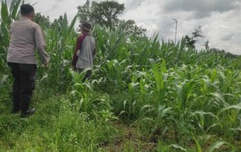 Polri Aktif Kawal Pertanian Jagung di Desa Kuranji Dalang, Labuapi Lombok Barat