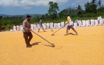 Sinergi Polsek Kuripan dan Petani Gerung Jaga Stabilitas Pangan Daerah