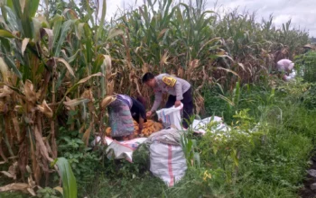 Sinergi Polri dan Warga Desa Jagaraga Bangun Kemandirian Pangan