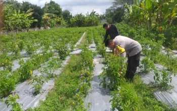 Dorong Kemandirian Pangan Keluarga, Bhabinkamtibmas Dampingi Warga Olah Lahan