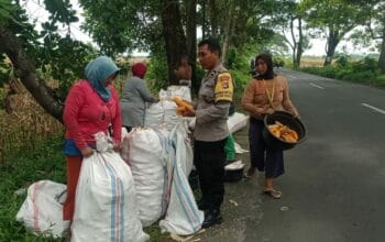 Sinergi Petani dan Polri di Lombok Barat Hasilkan Panen Jagung Melimpah