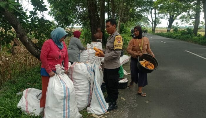 Sinergi Petani dan Polri di Lombok Barat Hasilkan Panen Jagung Melimpah